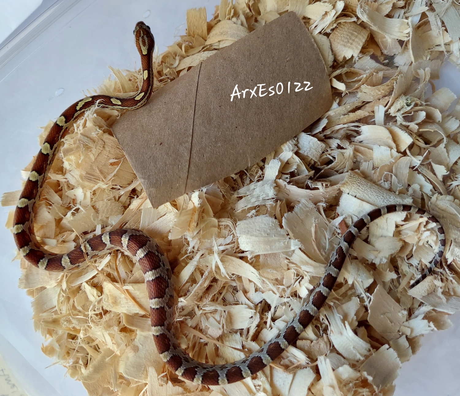 Caramel Het Diffused, Hypo 50% Het Amel, Stripe Corn Snake by ...