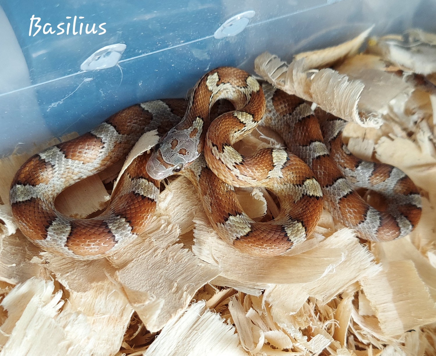 Basilius, Caramel Diffused Masque Het Amel, Stripe 50% Anery, Hypo Corn