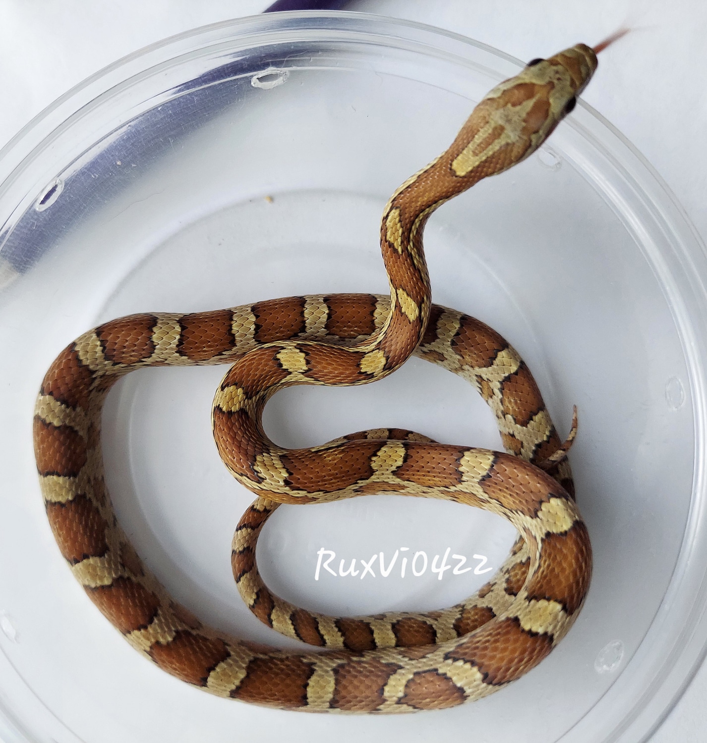 Yearling Caramel Masque Multihet Male Corn Snake by BrightHope Snakes