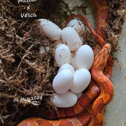 Vesca, RF Strawberry Het Amel, Anery, Diffusion, 66% Ph Charcoal, Pos Halo Corn Snake