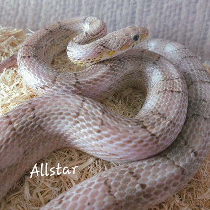 Allstar, RF Halo Strawberry Granite Het Amel Corn Snake