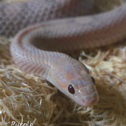 Purple Wonder, Diffused Strawberry Lavender Motley 66% Ph Anery, 50% Ph Caramel Corn Snake