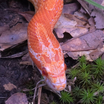 Beau, Peach Fire Het Hypo, Lavender, Caramel Corn Snake