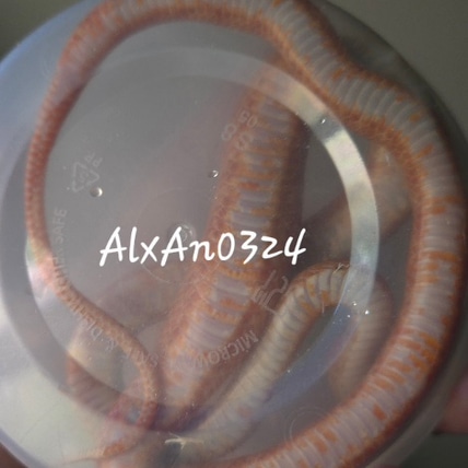 20-22" Likely Super RF Strawberry Bloodred Het Anery 66% Ph Amel Ph Charcoal, Halo Corn Snake