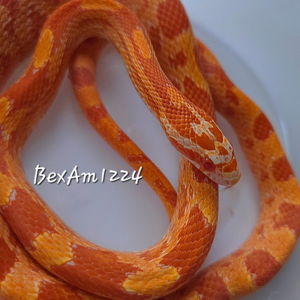 Likely Super Peach Fire Masque 66% Ph Lavender, Hypo 50% Hypo, Ph Charcoal Corn Snake
