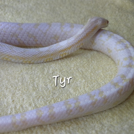 Adult Citrine Halo Het Stripe OR Xanthic Halo Snow Het Hypo, Stripe Corn Snake