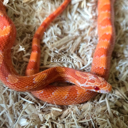 Lucky 13, Super Peach Fire Masque, 66% Ph Hypo, Lavender, 50% Het Hypo, Ph Charcoal Corn Snake