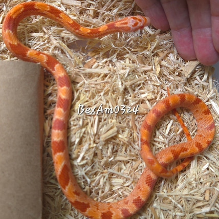 Peach Fire Masque 66% Ph Lavender, Hypo, 50% Ph Caramel, Ph Charcoal Corn Snake