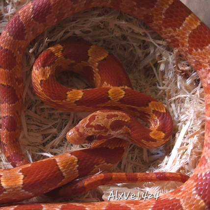 RF Strawberry Bloodred Masque Pos Halo Het Anery, 66% Ph Amel, Ph Charcoal Corn Snake