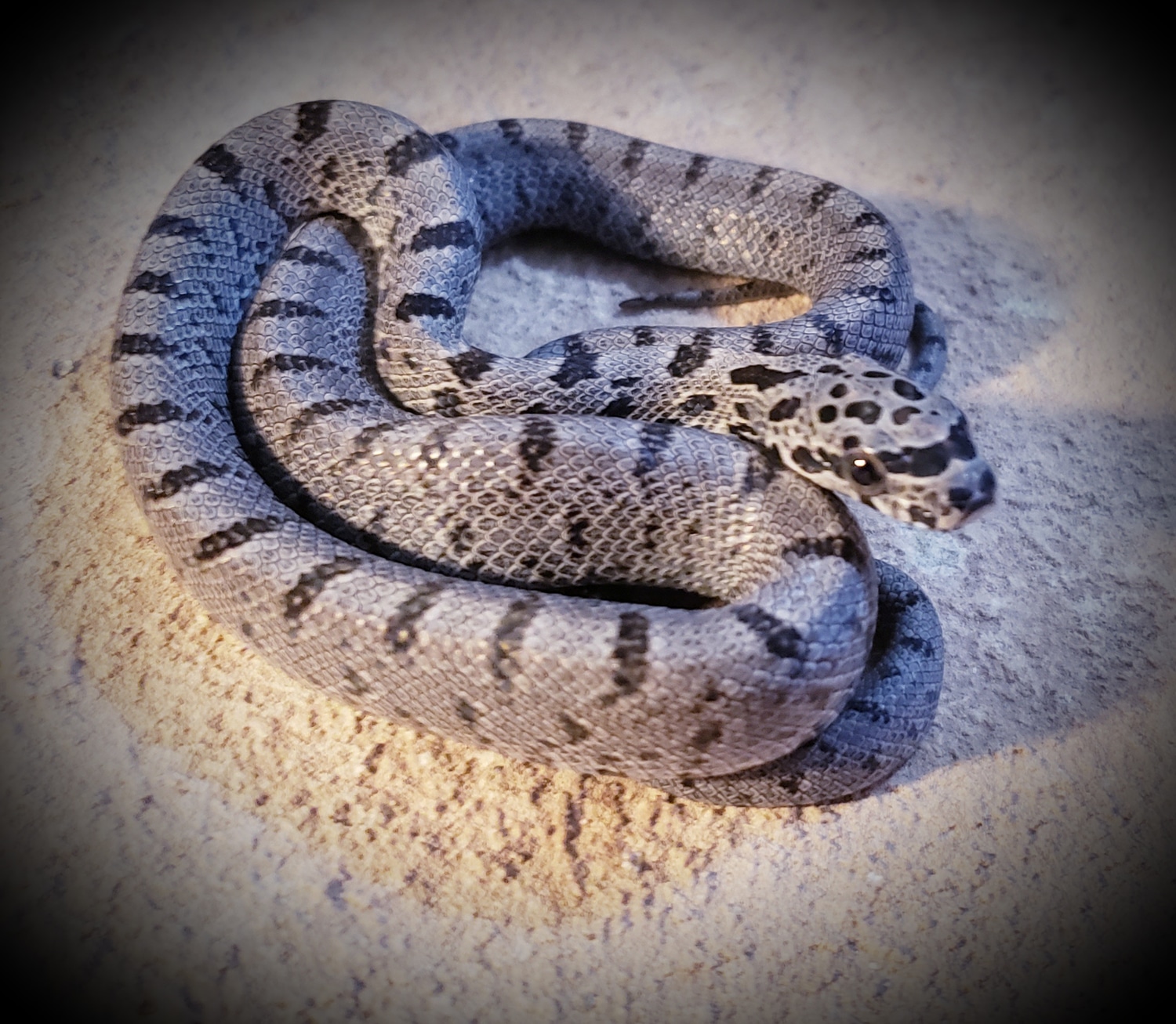 Mex Bairds Baird's Rat Snake by Casa Grande Reptiles MorphMarket
