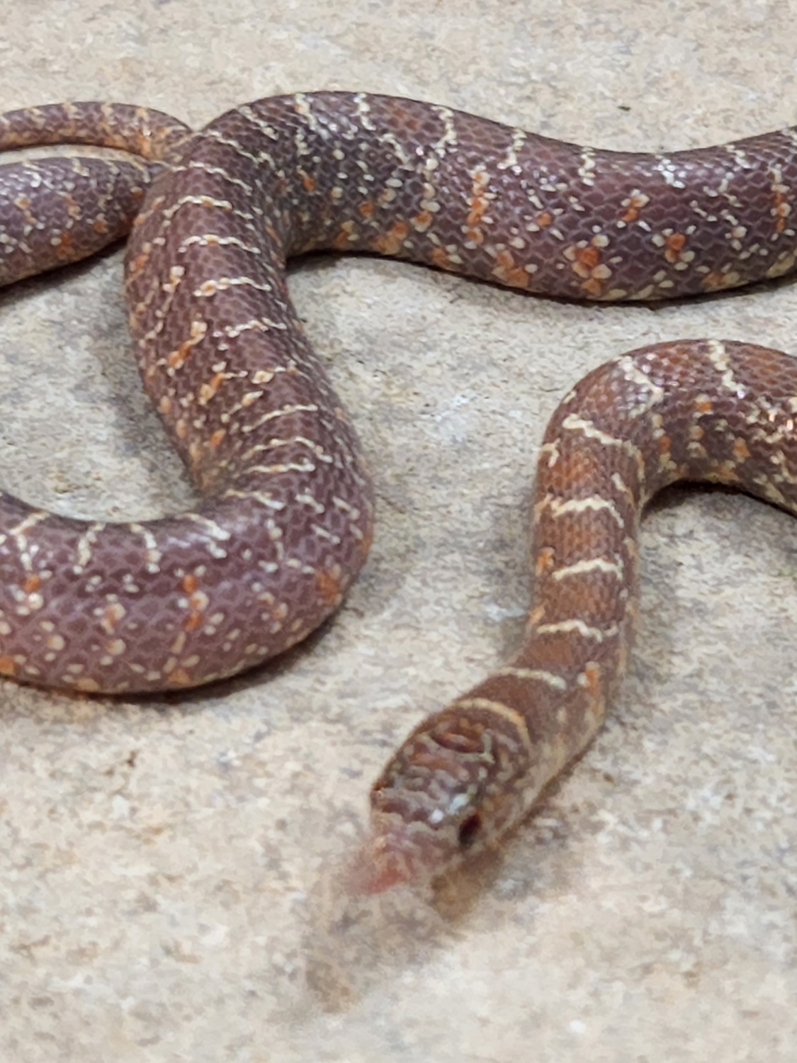 JELLY Brooks' Kingsnake by Casa Grande Reptiles MorphMarket