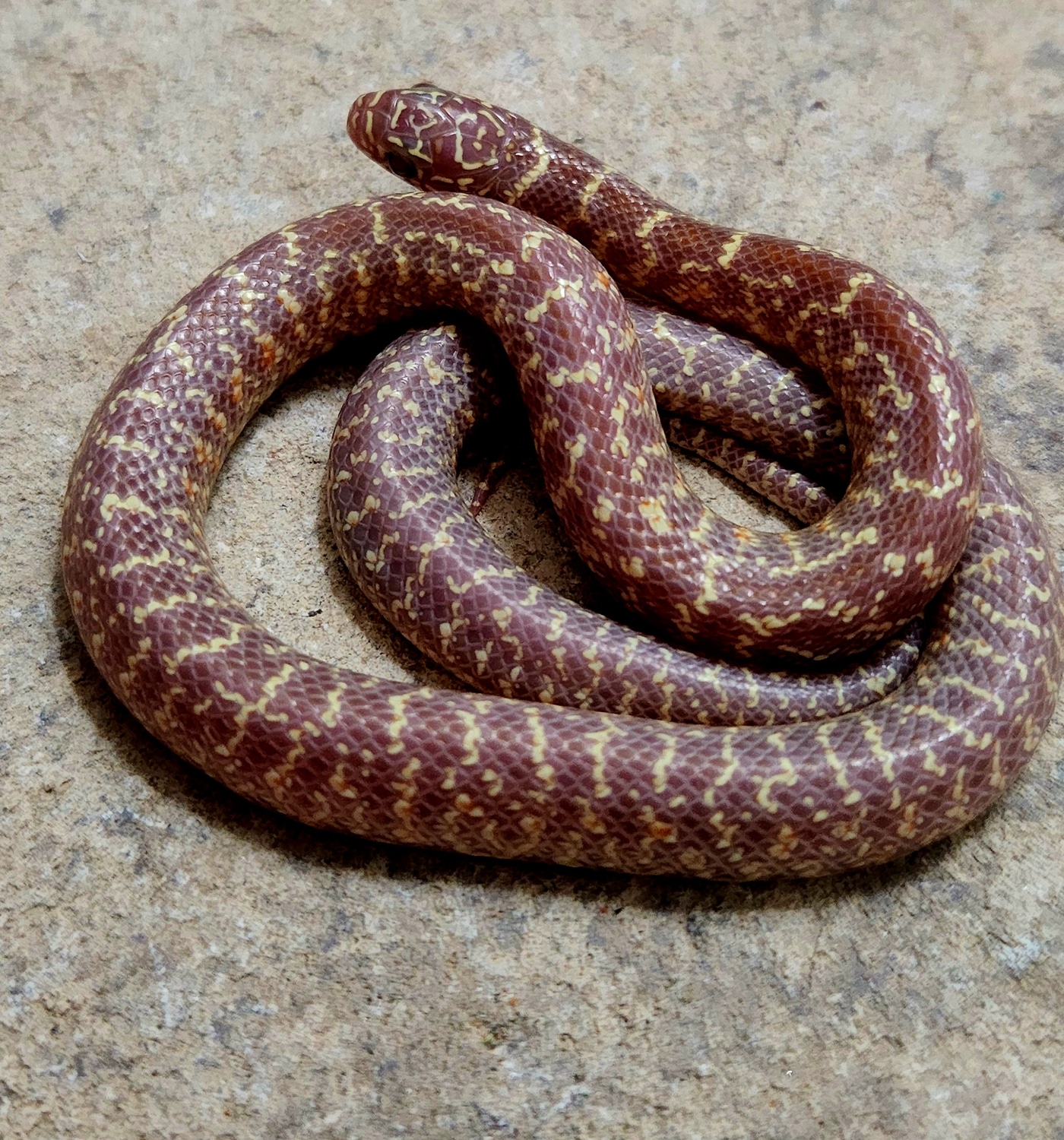 JELLY Brooks' Kingsnake by Casa Grande Reptiles MorphMarket