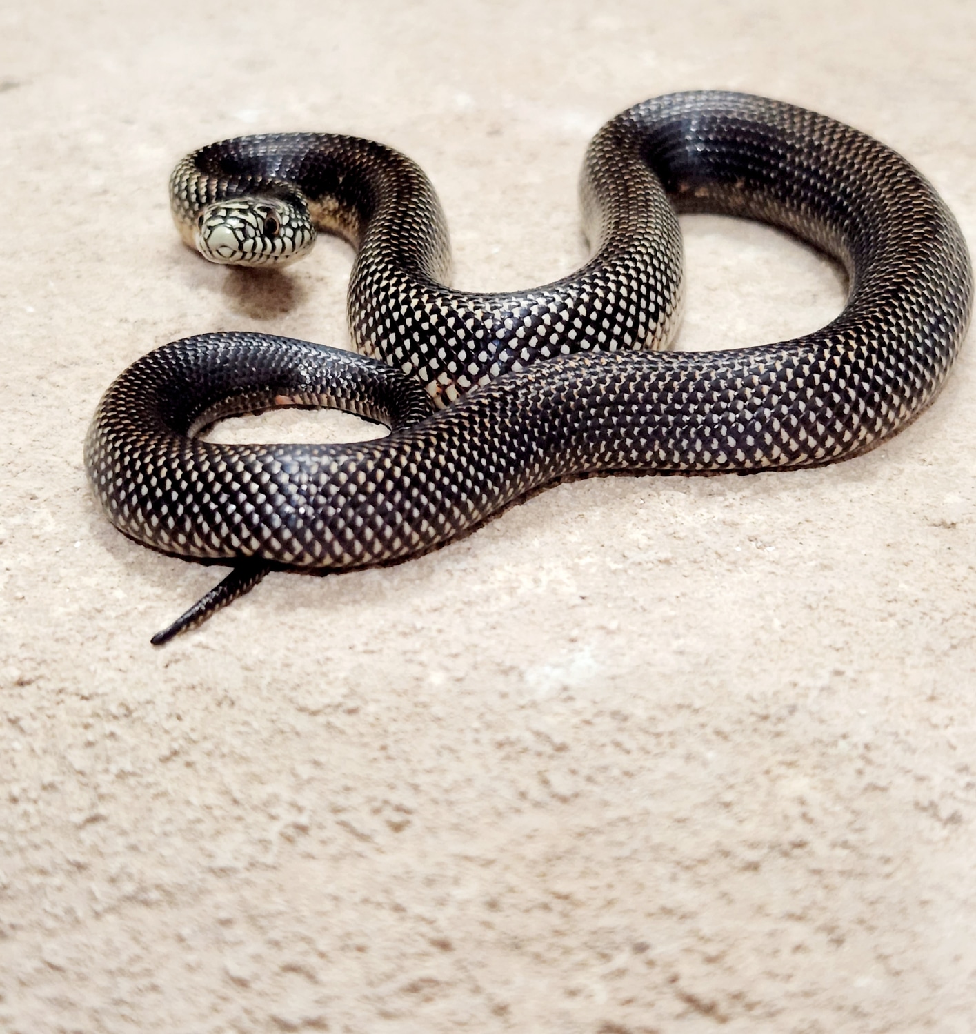 Patternless Apalachicola Kingsnake by Casa Grande Reptiles MorphMarket