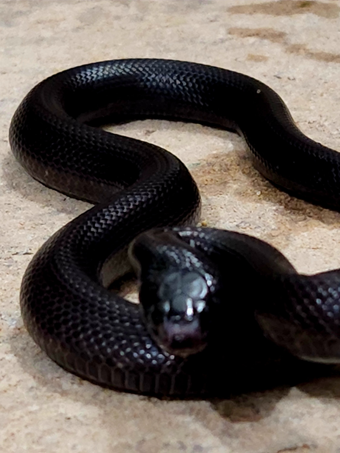 Female Mexican Black Kingsnake by Casa Grande Reptiles MorphMarket