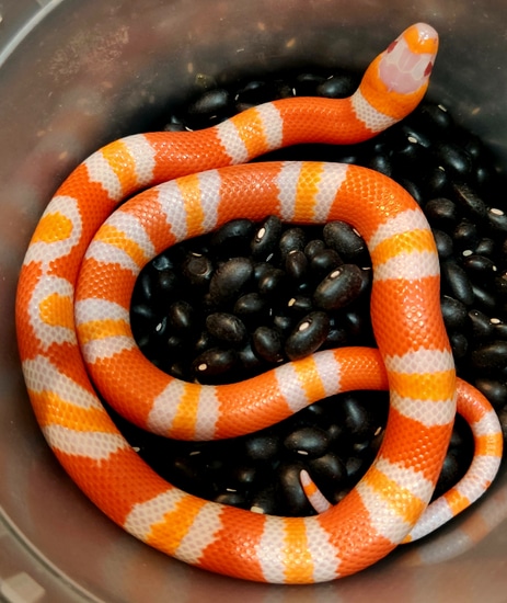 Albino Tri Color Honduran Milk Snake by Casa Grande Reptiles