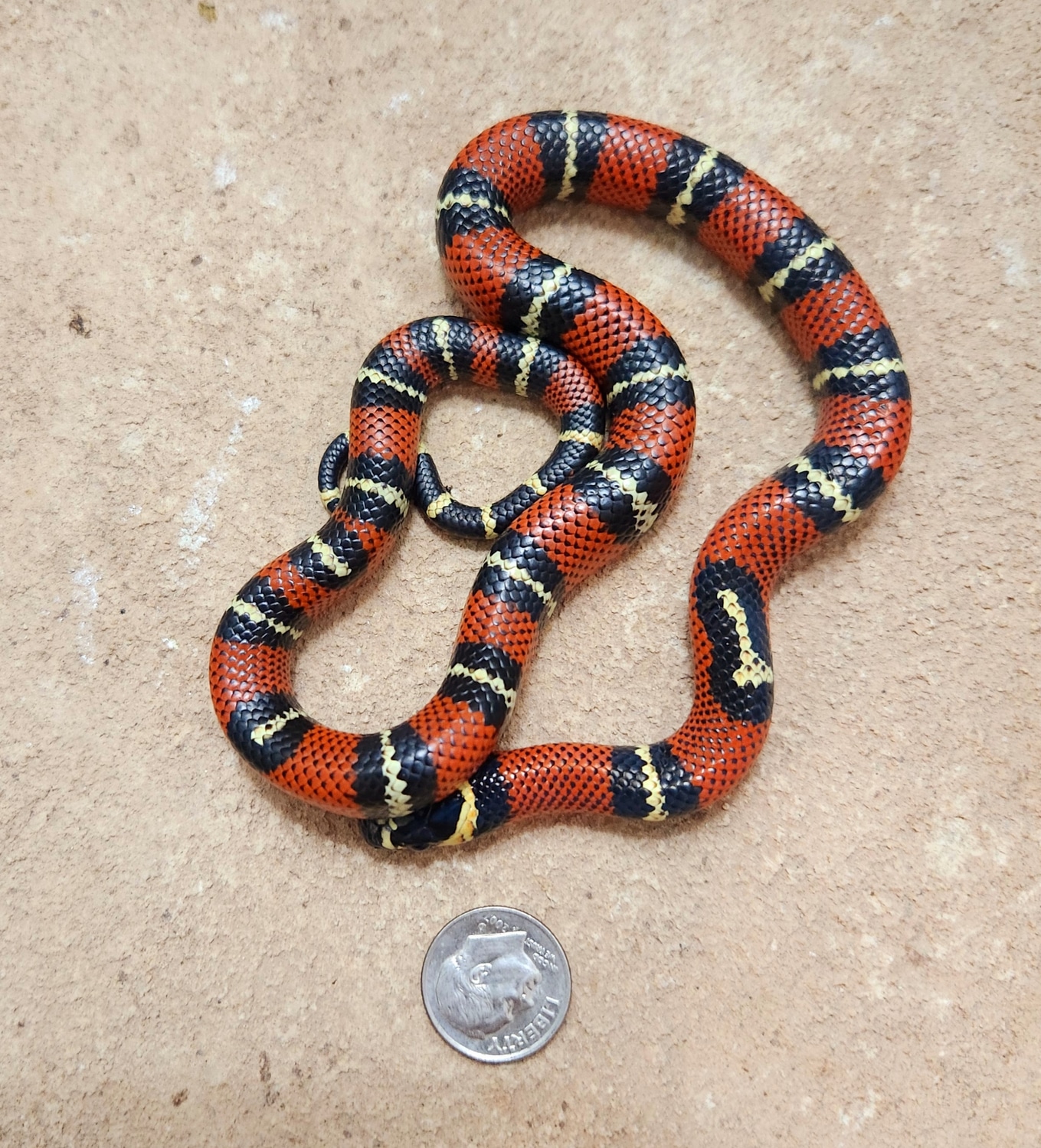 MILK Black Milk Snake by Casa Grande Reptiles MorphMarket