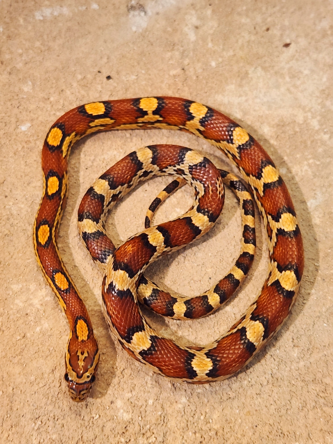 Okeetee Corn Snake by Casa Grande Reptiles MorphMarket