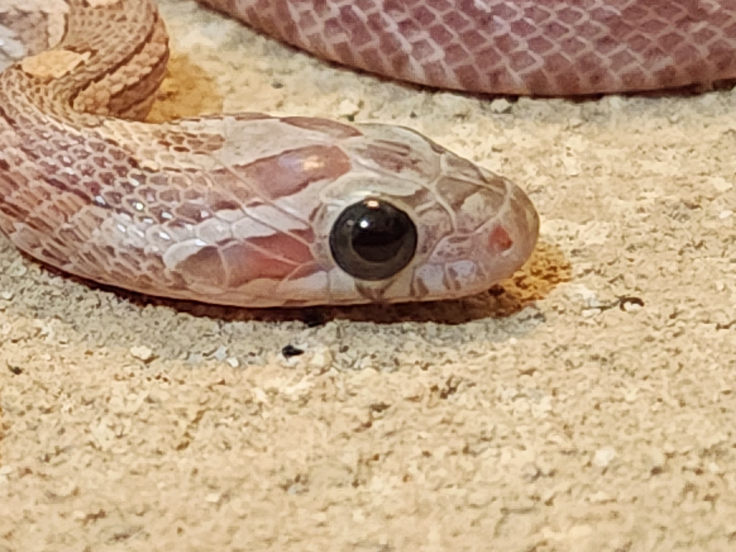 Lavender Corn Snake by Casa Grande Reptiles MorphMarket