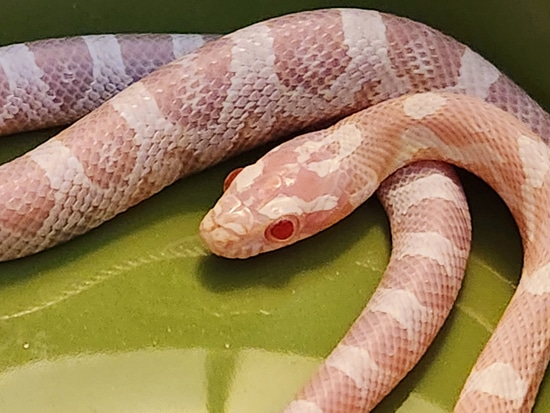 Pink SNOW Corn Snake by Casa Grande Reptiles