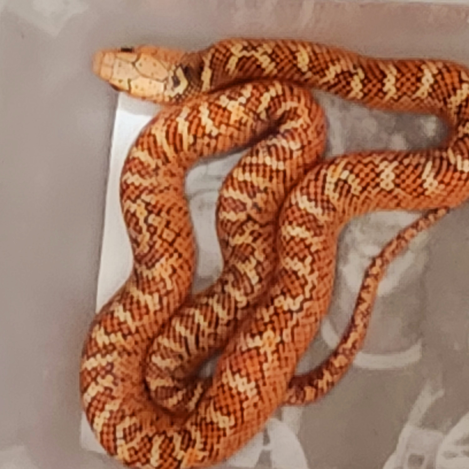 Erythirstic Hypo Brooks' Kingsnake by Casa Grande Reptiles MorphMarket