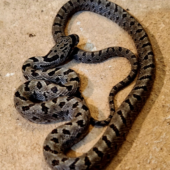 Mexican Bairds Baird's Rat Snake by Casa Grande Reptiles