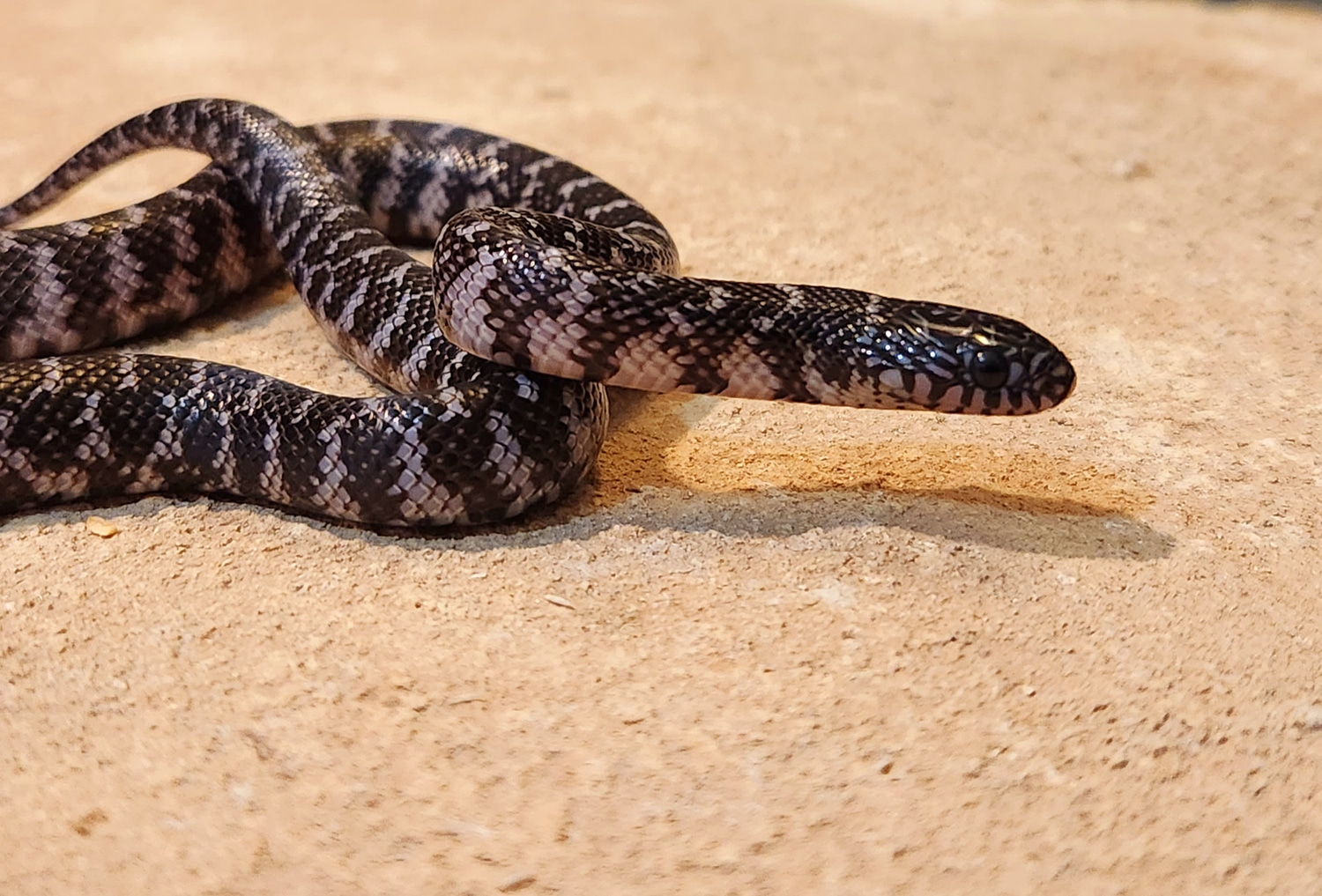 Axanthic Female Brooks' Kingsnake by Casa Grande Reptiles MorphMarket