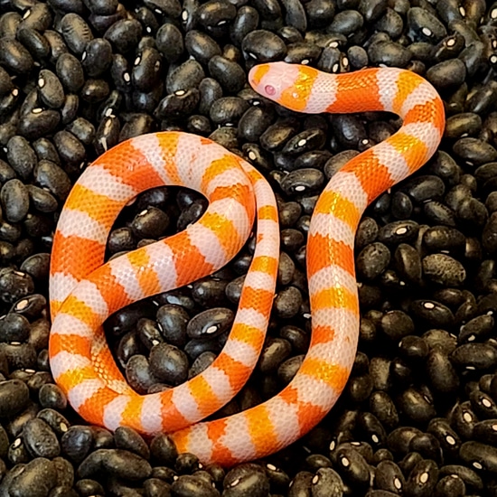 Albino Tri Color Honduran Milk Snake by Casa Grande Reptiles