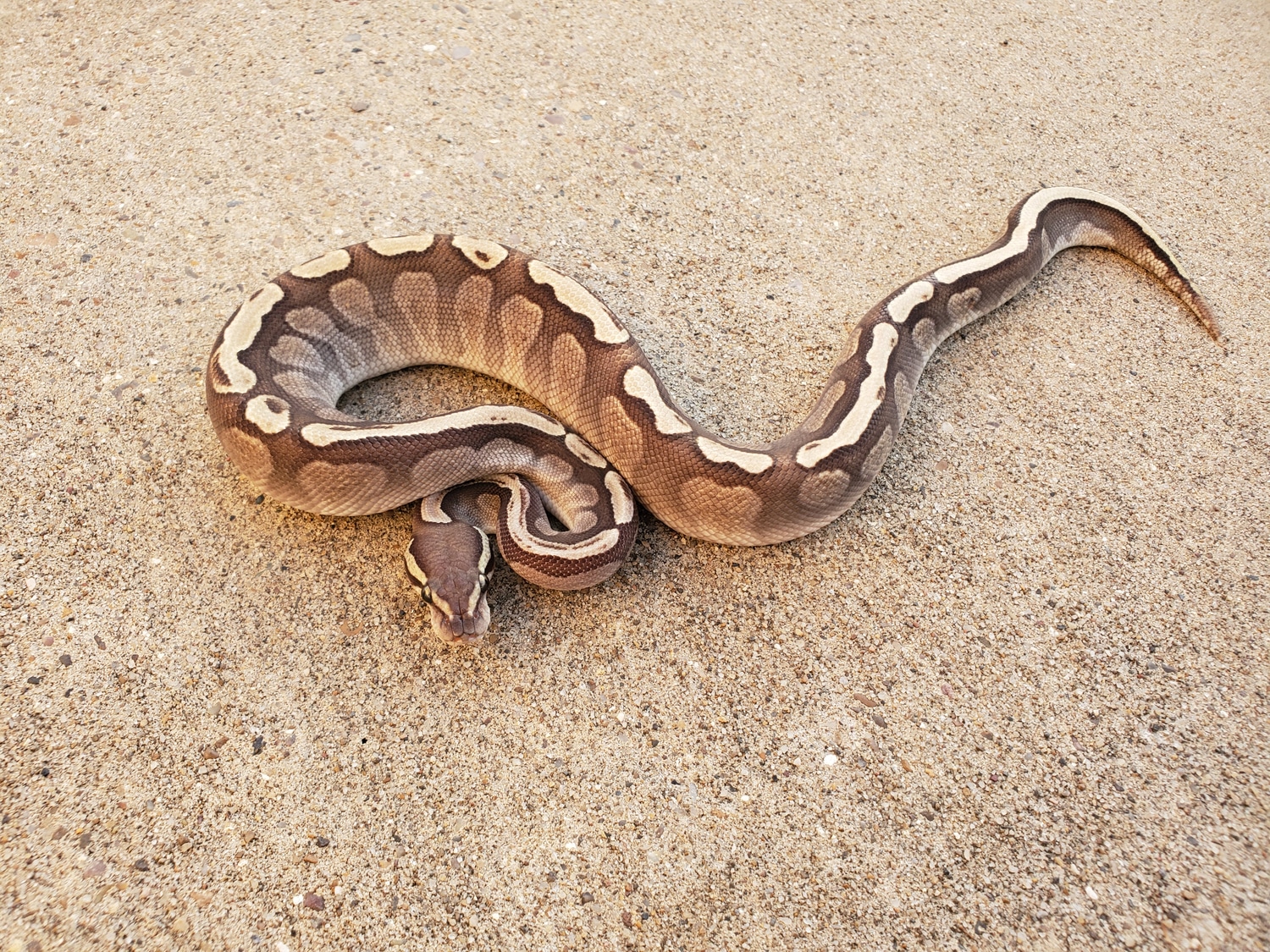 1. Ghi Lesser Ball Python by Casarez Reptiles - MorphMarket