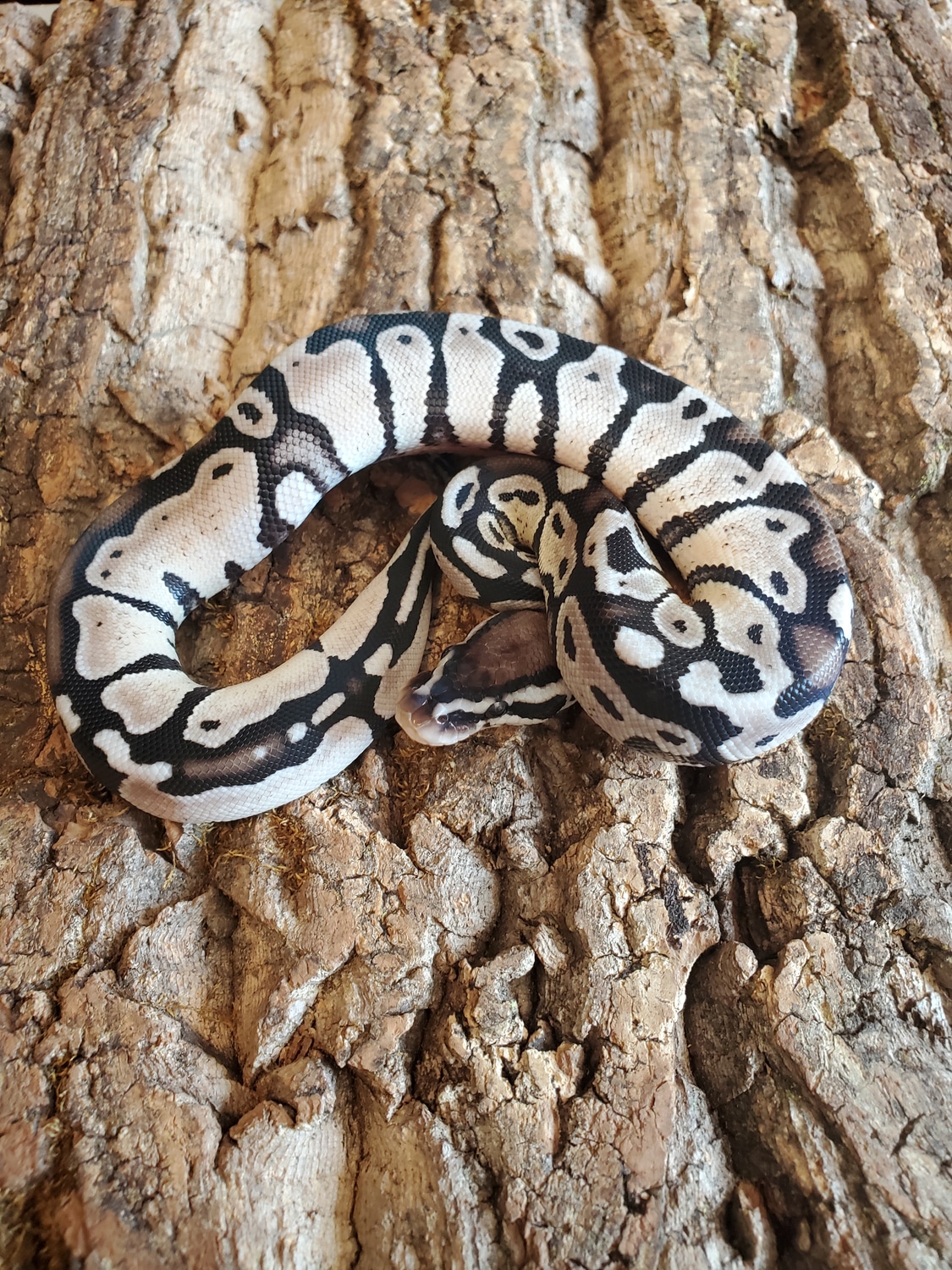 .1 Pastel VPI Axanthic Ball Python by Casarez Reptiles - MorphMarket