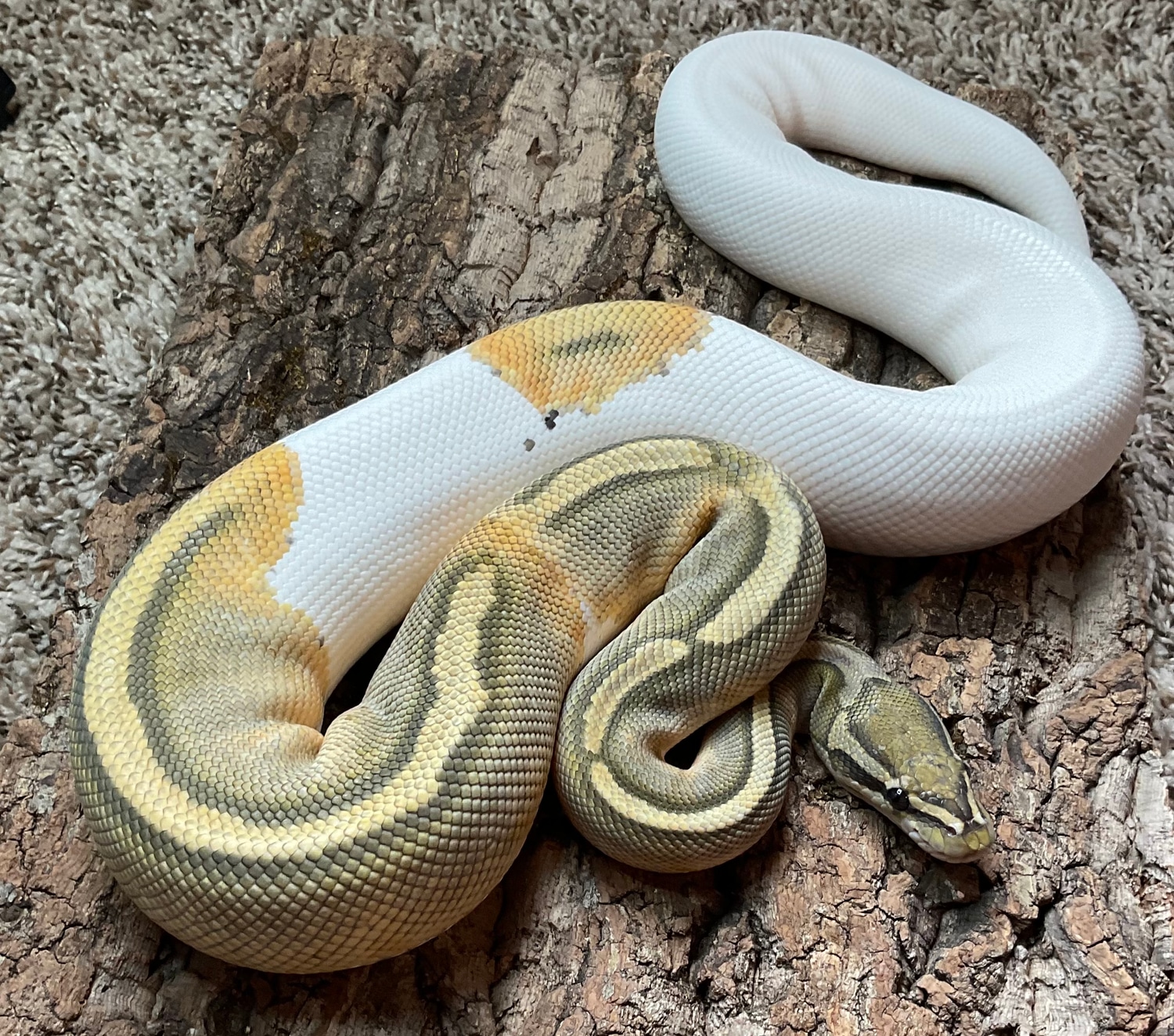 1. Juice (Orange Ghost Piebald) Ball Python by Casarez Reptiles ...