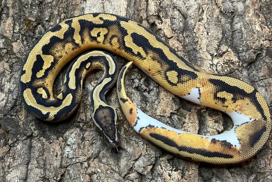 Sulfur Piebald Ball Python by Casarez Reptiles