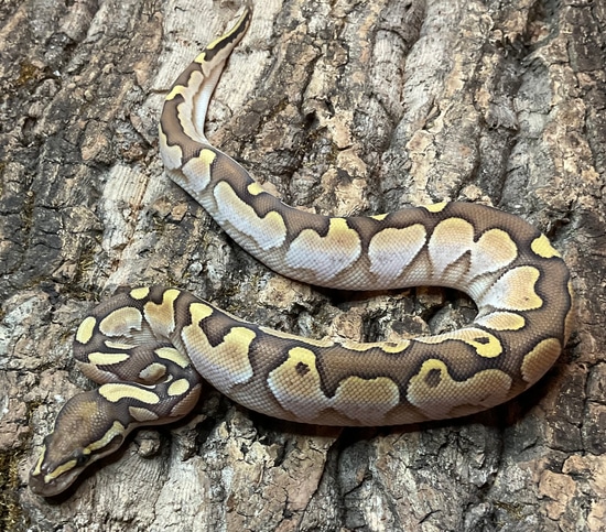 .1 Lesser Sugar Het Orange Ghost Ball Python by Casarez Reptiles