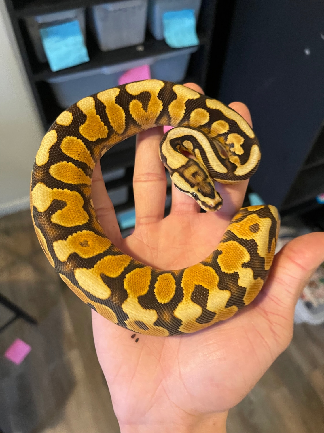Enchi Black Pastel Yellow Belly Spotnose 100 Het Clown Ball Python by