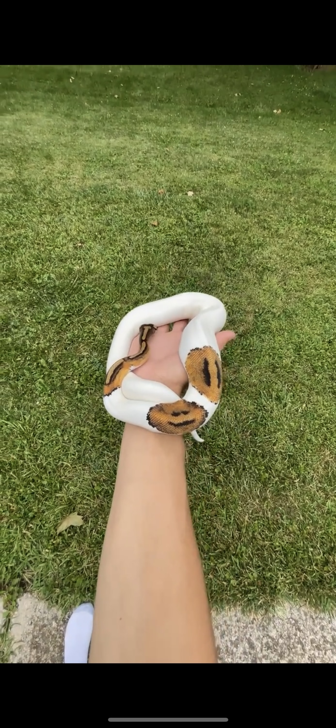 Pied Smile Face ( Emoji ) Ball Python by OgPythonsGang - MorphMarket