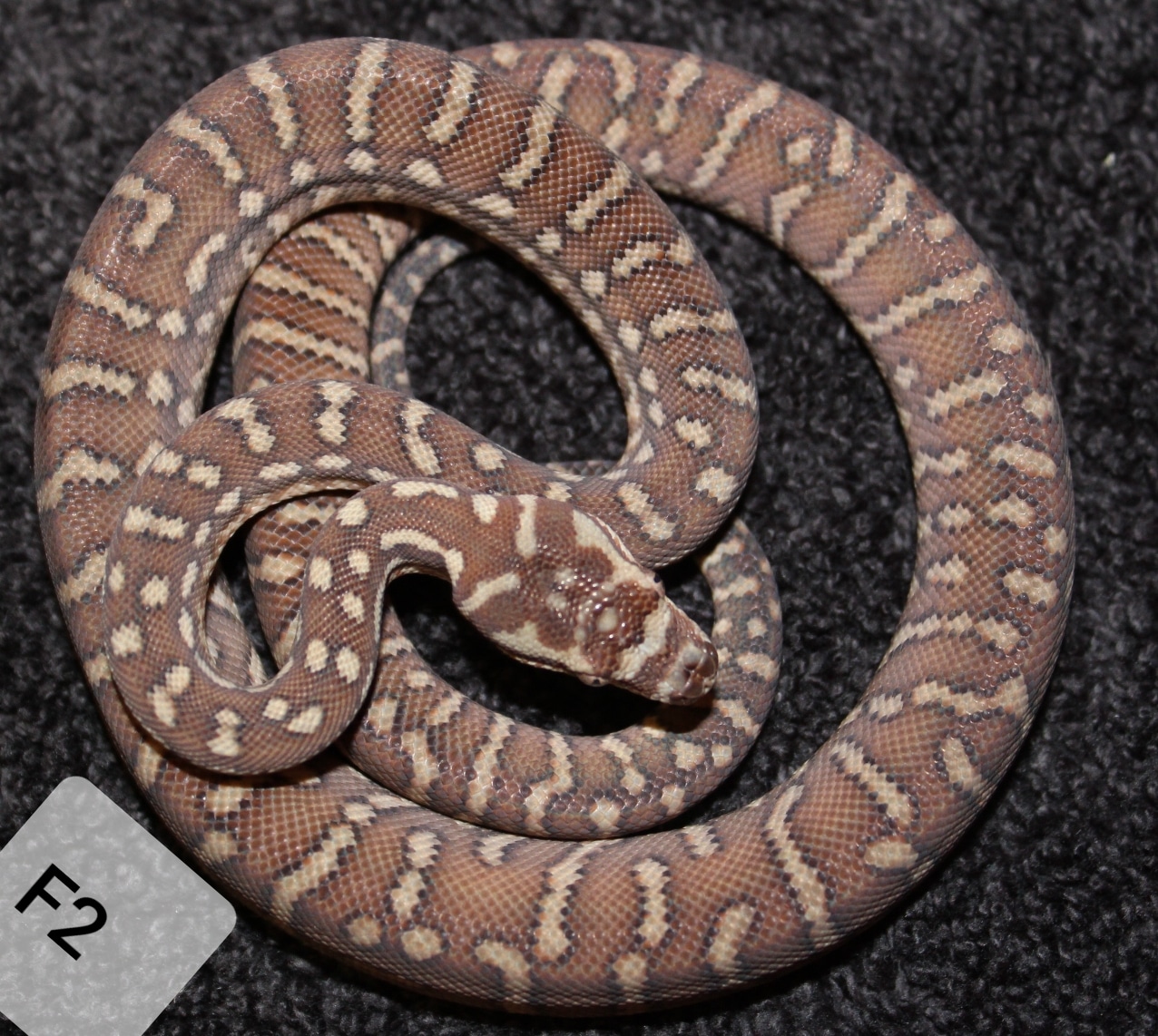Het Stonewash Bredli (Afors X Lazik) Centralian Carpet Python by Cannon