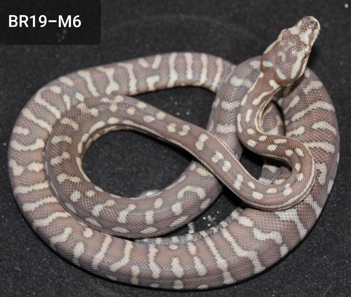 2019 Bredls Centralian Carpet Python by Cannon Fire Reptiles - MorphMarket