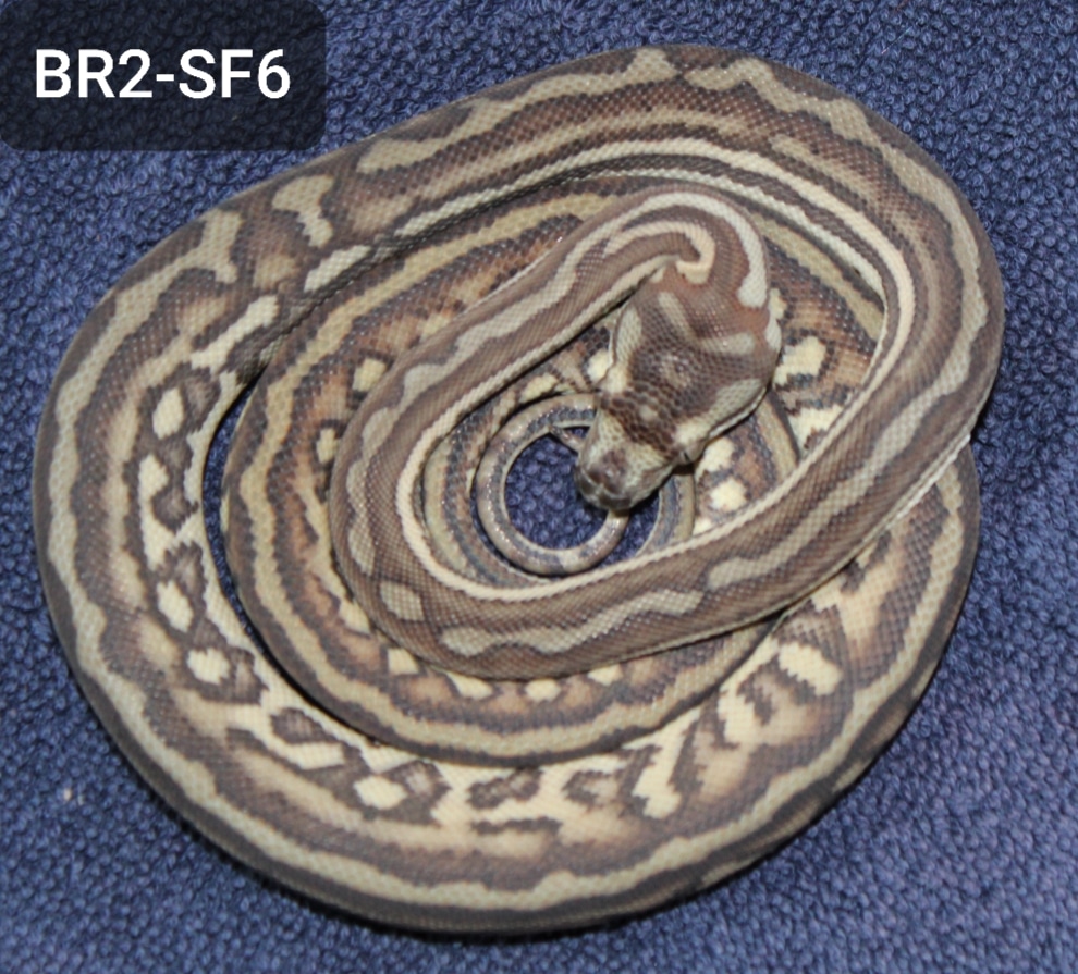 Striped Bredli Centralian Carpet Python by Cannon Fire Reptiles