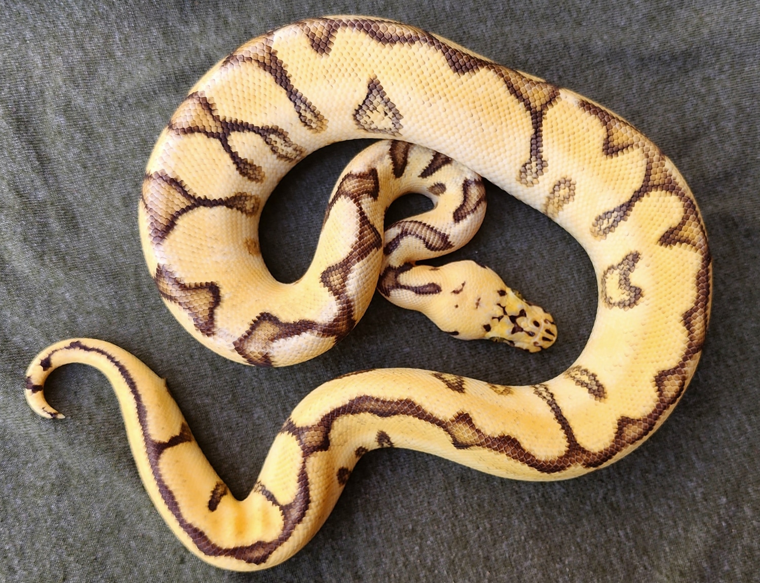 Super Enchi Pastel Spotnose YB Clown Ball Python by Cannon Fire