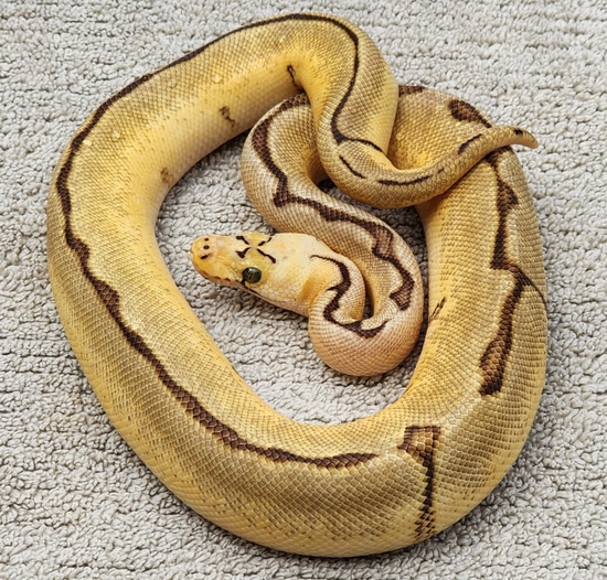 Enchi Pastel Spider Clown Ball Python by Cannon Fire Reptiles