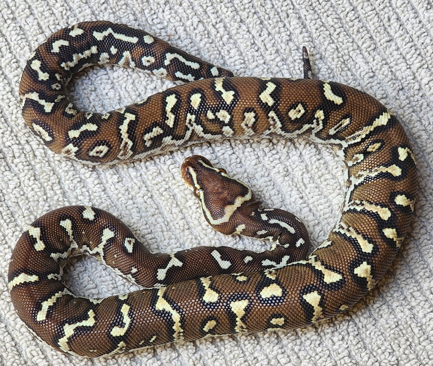 Angolan Angolan Python by Cannon Fire Reptiles - MorphMarket