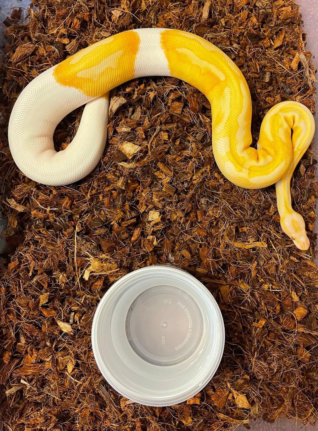 Dreamsicle Female Ball Python by Reptibuy - MorphMarket