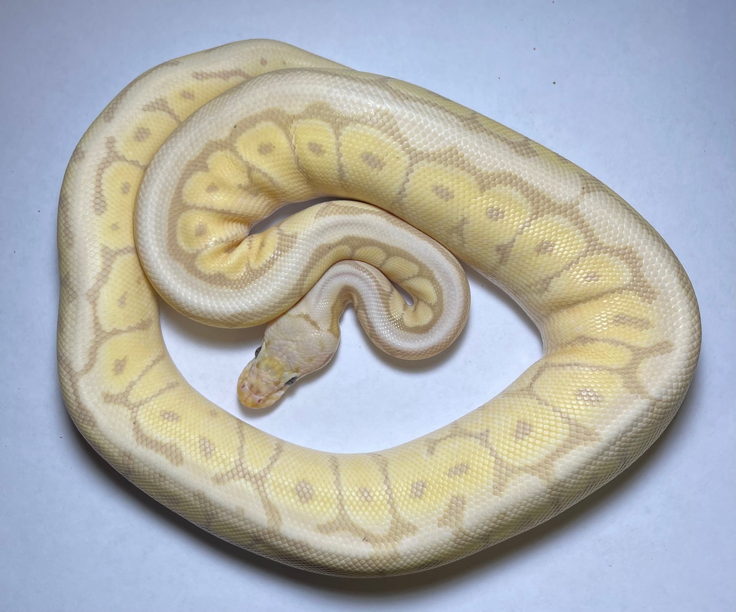 Banana Mojave Spider Pastel Fire 50 Het Monsoon Ball Python by