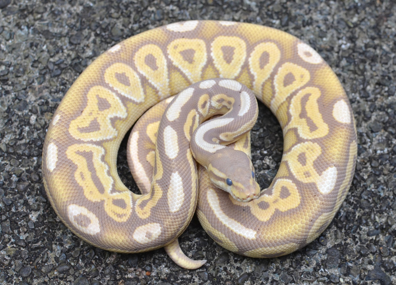 Black Pastel Russo Banana Ball Python by Casey Lazik Reptiles MorphMarket