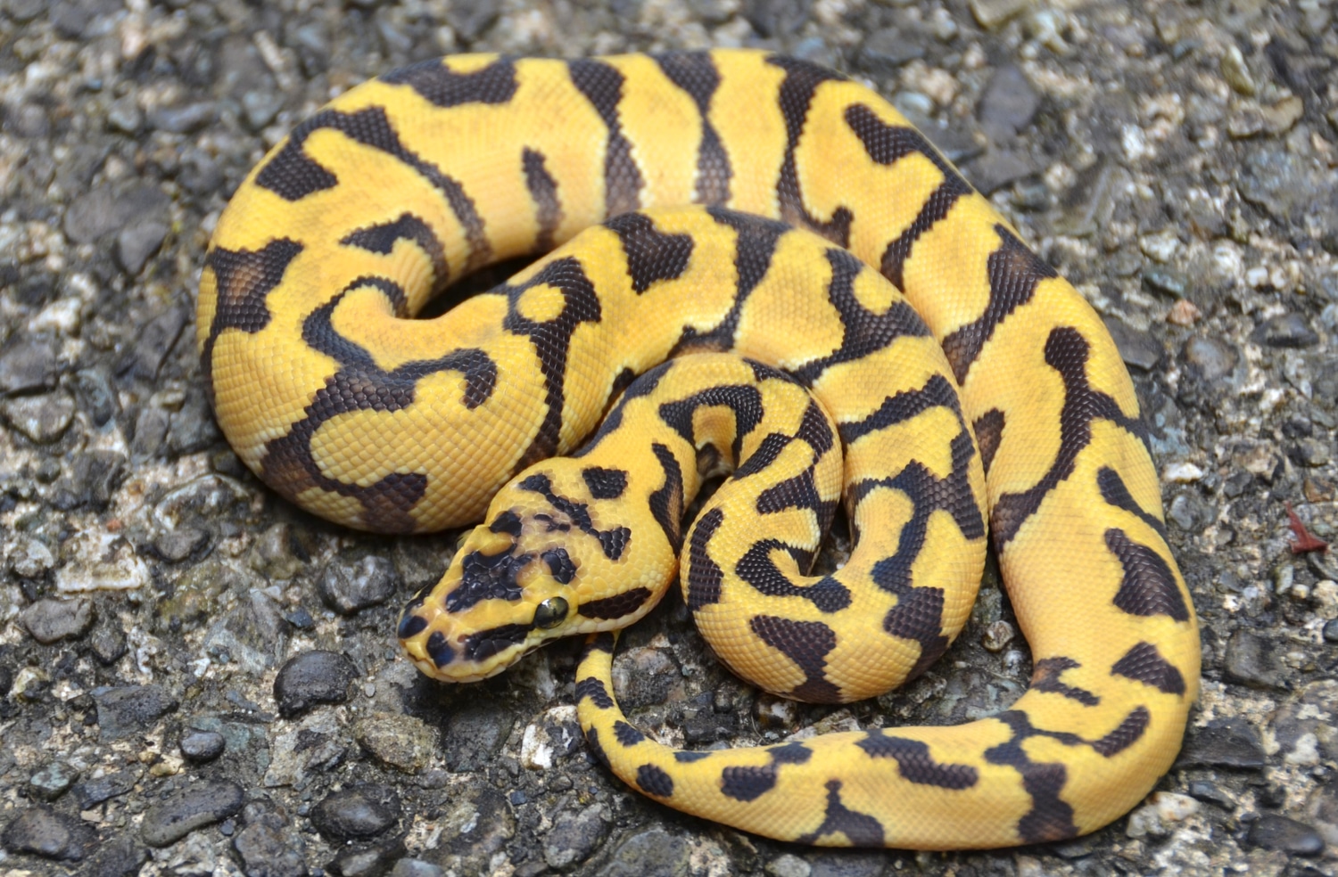 Pastel Super Enchi Het Clown Ball Python by Casey Lazik Reptiles