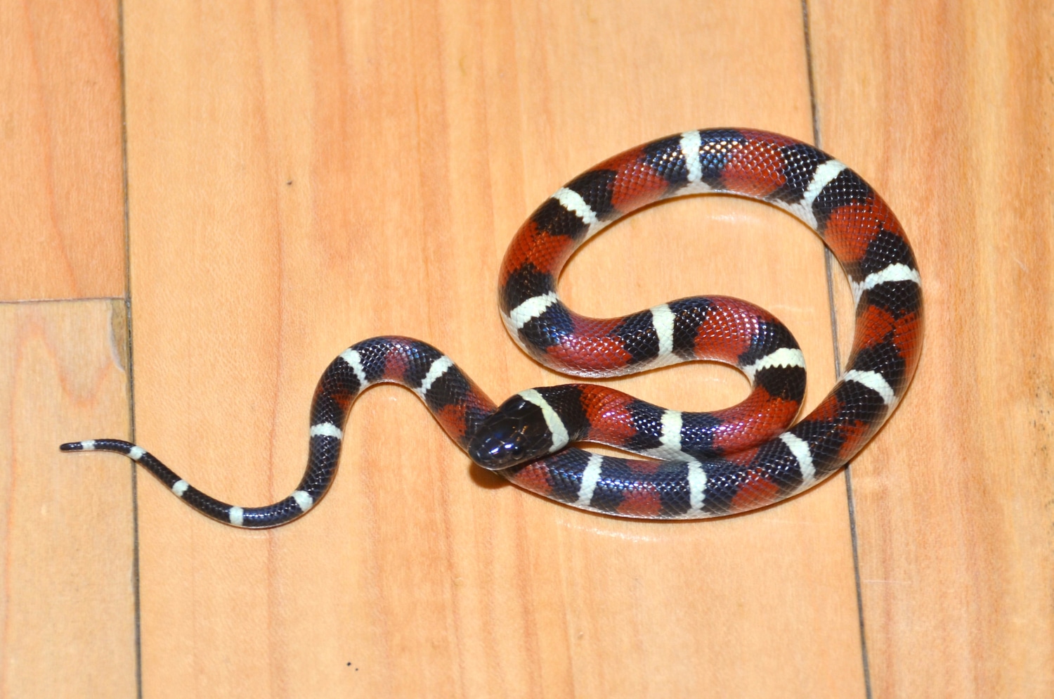 McMullen County Mexican Milk Snake by Casey Lazik Reptiles MorphMarket