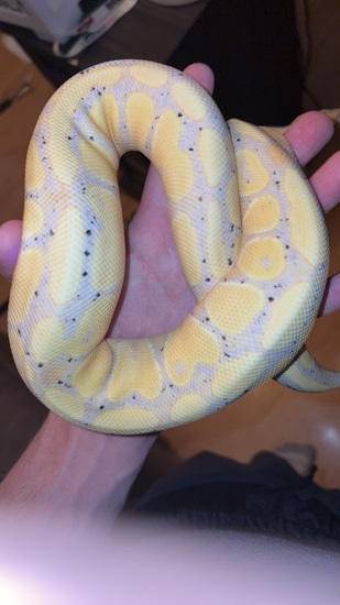 Banana Yellow Belly Spector Ball Python by Nodak reptiles