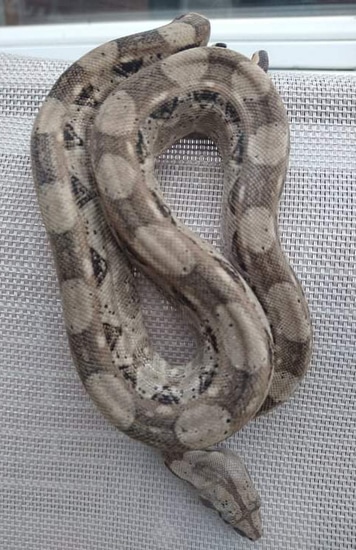 Crawl Cay Dwarf Boa Constrictor by CASS Constrictors