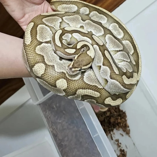 Lesser Ball Python by CM MORPHS