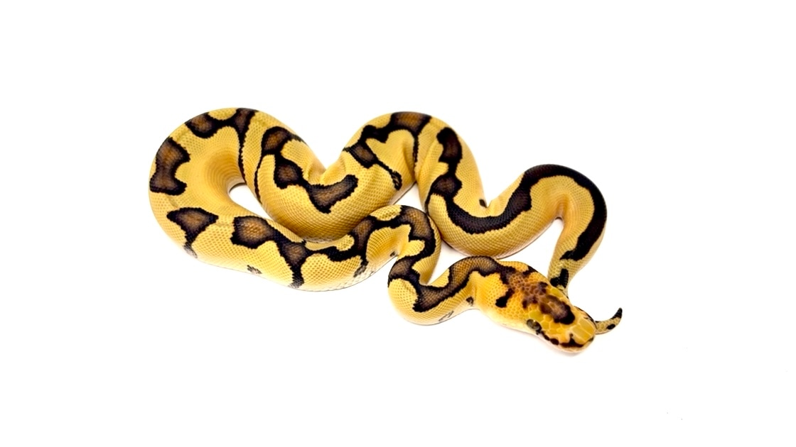 Enchi Desert Ghost Clown ? Het Hypo Profile Picture