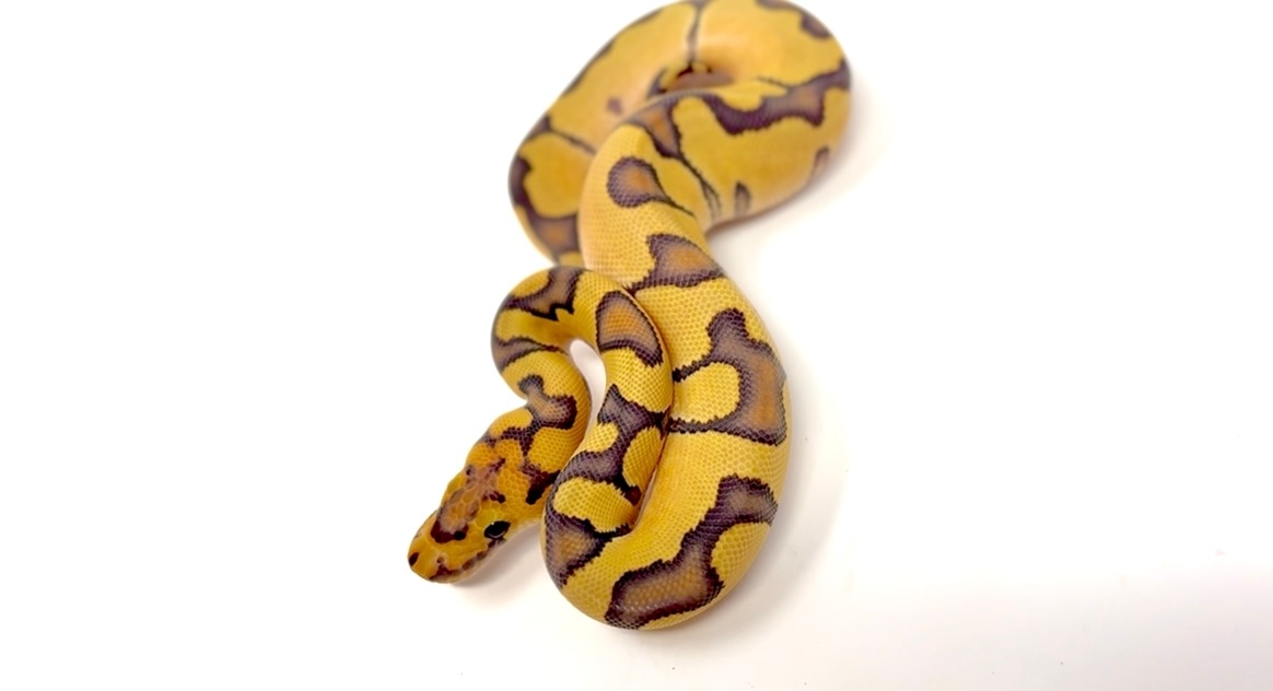 Enchi HYPO Desert Ghost CLOWN Profile Picture